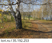 Осенний пейзаж с березами и дорожкой. Стоковое фото, фотограф Владислав Сабанин / Фотобанк Лори