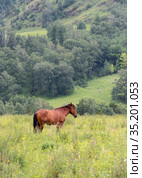 Horse on a mountain pasture. Стоковое фото, фотограф Сергей Фролов / Фотобанк Лори