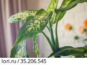 На листе комнатного растения Диффенбахия висит капля. Стоковое фото, фотограф Иванов Алексей / Фотобанк Лори