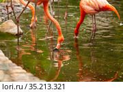 Pink flamingos stand and are reflected in clear water. Стоковое фото, фотограф Restyler Viacheslav / Фотобанк Лори