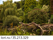 Picturesque landscape with a small pond and green trees. Стоковое фото, фотограф Restyler Viacheslav / Фотобанк Лори