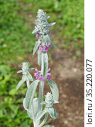 Чистец византийский (лат. Stachys byzantina), или стахис шерстистый цветет в саду. Стоковое фото, фотограф Елена Коромыслова / Фотобанк Лори