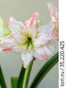 Hippeastrum Amaryllis Aphrodite double flowering close up. Стоковое фото, фотограф Ольга Сейфутдинова / Фотобанк Лори