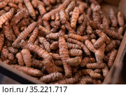 Dried turmeric rhizomes in cardboard box for sale. Стоковое фото, фотограф Яков Филимонов / Фотобанк Лори
