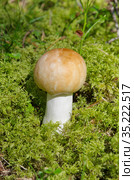 Сыроежка (лат. Russula) растет в лесу. Стоковое фото, фотограф Елена Коромыслова / Фотобанк Лори