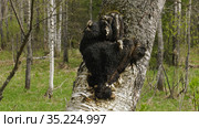Гриб чага на стволе березы. A chaga fungus on the trunk of a birch tree. Стоковое фото, фотограф Евгений Романов / Фотобанк Лори