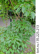 Актинидия острая (Actinidia arguta (Siebold & Zucc.) Planch. ex Miq.). Общий вид растения. Стоковое фото, фотограф Ирина Борсученко / Фотобанк Лори