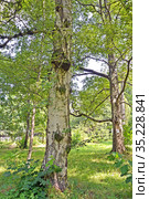 Берёза бумажная (Betula papyrifera Marshall) в летний день. Стоковое фото, фотограф Ирина Борсученко / Фотобанк Лори