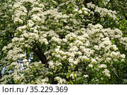 Боярышник однопестичный(Crataegus monogyna Jacq.). Цветущее растение. Стоковое фото, фотограф Ирина Борсученко / Фотобанк Лори