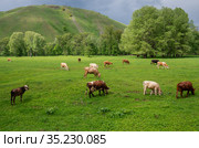 Стадо коров на горном пастбище весной. Cows on a mountain pasture in the spring. Стоковое фото, фотограф Евгений Романов / Фотобанк Лори