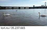 Two white swans swimming in water of artificial bay in the city center. The Cheboksary, Russia. Стоковое видео, видеограф Кекяляйнен Андрей / Фотобанк Лори