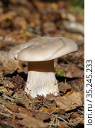 Говорушка дымчатая (лат. Clitocybe nebularis) растет в осеннем лесу. Стоковое фото, фотограф Елена Коромыслова / Фотобанк Лори