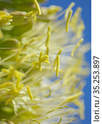 Closeup of green flowers in Agave attenuata, Foxtail agave, natural macro floral background. Стоковое фото, фотограф Tamara Kulikova / Фотобанк Лори