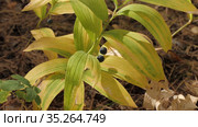 Купена лекарственная (Polygonatum odoratum) с плодами в смешанном лесу. Polygonatum odoratum (angular Solomon's seal) with fruits in a mixed forest. Стоковое видео, видеограф Евгений Романов / Фотобанк Лори