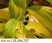 Купена лекарственная (Polygonatum odoratum) с плодами в смешанном лесу. Polygonatum odoratum (angular Solomon's seal) with fruits in a mixed forest. Стоковое фото, фотограф Евгений Романов / Фотобанк Лори
