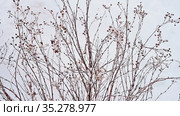 Декоративный кустарник лапчатка морозной, снежной зимой. Decorative shrub lapchatka (Dasiphora fruticosa) in snowy winter. Стоковое видео, видеограф Владимир Литвинов / Фотобанк Лори
