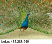 Обыкновенный, или голубой, павлин (лат. Pavo cristatus) Стоковое фото, фотограф lana1501 / Фотобанк Лори