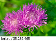 Василек подбеленный (лат. Centaurea dealbata) в саду крупным планом. Стоковое фото, фотограф Елена Коромыслова / Фотобанк Лори