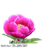 Evasive peony, or Mary's root (Paeonia anomala). Close-up. Isolated on a white background. Стоковое фото, фотограф Филатова Ирина / Фотобанк Лори