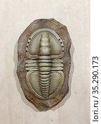 Серродискус (Serrodiscus sp.), трилобитообразные, Кембрий (Trilobita). Государственный Дарвиновский музей (2021 год). Редакционное фото, фотограф Мария Кылосова / Фотобанк Лори