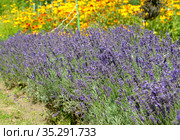 Цветущая лаванда узколистная (Lavandula angustifolia Mill.) в парке. Стоковое фото, фотограф Ирина Борсученко / Фотобанк Лори