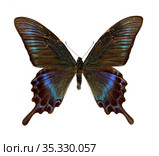 Парусник Маака (лат. Papilio maackii) Стоковое фото, фотограф Мария Кылосова / Фотобанк Лори
