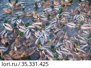 The mallard ducks feeding on the open water in winter. Yekaterinburg. Russia (2021 год). Стоковое фото, фотограф Сергей Пристяжнюк (Serg Zastavkin) / Фотобанк Лори