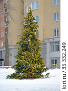Туя складчатая, сорт Gelderland (Thuja plicata Donn ex D.Don). Общий вид растения в городском ландшафте. Стоковое фото, фотограф Ирина Борсученко / Фотобанк Лори