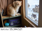 Бездомная кошка заглядывая с улицы в окно смотрит на домашнюю. Стоковое фото, фотограф Иванов Алексей / Фотобанк Лори