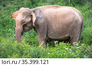 Baby elephant in the Udawalawe National Park on the island of Sri Lanka (2019 год). Стоковое фото, фотограф Сергей Фролов / Фотобанк Лори