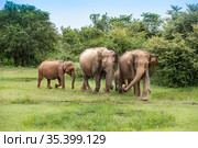 Elephants with baby elephant in the Udawalawe National Park on the island of Sri Lanka (2019 год). Стоковое фото, фотограф Сергей Фролов / Фотобанк Лори