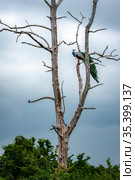 Indian Peacock at dusk going to spend the night on a dry tree in the Udawalawe National Park on the island of Sri Lanka (2019 год). Стоковое фото, фотограф Сергей Фролов / Фотобанк Лори