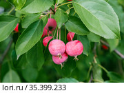 Harvest of paradise apples ranetka, many ripe red fruits hang on a branch in the garden in summer. Стоковое фото, фотограф Светлана Евграфова / Фотобанк Лори