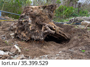 Корчевание огромного пня на садовом участке. Стоковое фото, фотограф Иванов Алексей / Фотобанк Лори