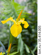 Цветок желтого водяного ириса (Iris pseudacorus) Стоковое фото, фотограф Наталия Шевченко / Фотобанк Лори