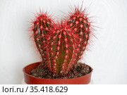 Cactus covered with red wax paint on a white background. Стоковое фото, фотограф Володина Ольга / Фотобанк Лори