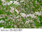 Боярышник однопестичный (Crataegus monogyna Jacq.). Ветки с цветами. Стоковое фото, фотограф Ирина Борсученко / Фотобанк Лори