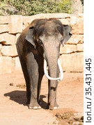 Asian elephant full face at the zoo. Стоковое фото, фотограф Наталья Волкова / Фотобанк Лори