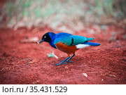 Superb starling. Стоковое фото, фотограф Art Konovalov / Фотобанк Лори