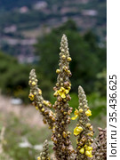 A tall, medicinal plant (Verbascum phlomoides) with yellow flowers close-up. Стоковое фото, фотограф Татьяна Ляпи / Фотобанк Лори