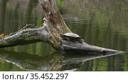 Pond sliders AKA Red Eared Terrapin Turtles - Trachemys scripta elegans. Стоковое видео, видеограф Сергей Старуш / Фотобанк Лори
