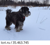 Собака породы миттельшнауцер. Стоковое фото, фотограф Максим Гулячик / Фотобанк Лори