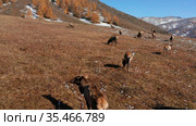 Горный Алтай осенью. Стадо благородных оленей (Cervus elaphus sibiricus) в загоне. Вид с воздуха. Mountain Altai in autumn. A herd of red deer (Cervus elaphus sibiricus) in a pen. Aerial view. Стоковое видео, видеограф Евгений Романов / Фотобанк Лори