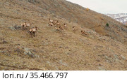 Горный Алтай осенью. Стадо благородных оленей (Cervus elaphus sibiricus) в загоне. Вид с воздуха. Mountain Altai in autumn. A herd of red deer (Cervus elaphus sibiricus) in a pen. Aerial view. Стоковое видео, видеограф Евгений Романов / Фотобанк Лори