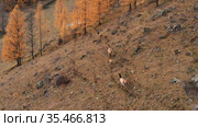 Горный Алтай осенью. Стадо благородных оленей (Cervus elaphus sibiricus) в загоне. Вид с воздуха. Mountain Altai in autumn. A herd of red deer (Cervus elaphus sibiricus) in a pen. Aerial view. Стоковое видео, видеограф Евгений Романов / Фотобанк Лори
