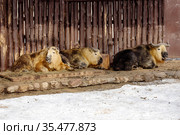 Сычуаньский такин. Sichuan-Takin. Стоковое фото, фотограф Галина Савина / Фотобанк Лори