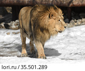 Beautiful and formidable Asiatic lion (Panthera leo persica) goes on snow in winter. Стоковое фото, фотограф Валерия Попова / Фотобанк Лори