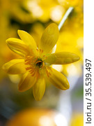 lesser celandine, fig-root butter-cup (Ranunculus ficaria, Ficaria verna) Стоковое фото, фотограф Марина Володько / Фотобанк Лори