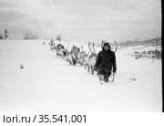 Взрослый мужчина в тёплой одежде и шапке-ушанке идёт по глубокому снегу, колхозник ведёт за собой северных оленей запряженных в нарты, Алданский район, Якутия, 1961. Редакционное фото, фотограф Варфоломей Тетерин / Фотобанк Лори