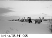 Оленевод во время перегона оленей в зимнее время года, он ведёт животных по заснеженной тропе, колхозник в тундре, Алданский район, Якутия, 1961. Стоковое фото, фотограф Варфоломей Тетерин / Фотобанк Лори